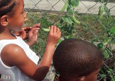 child picking sweet peas off a vine