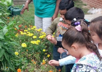 children harvesting marigold seeds from plant