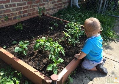 toddler exploring raised gardening beds
