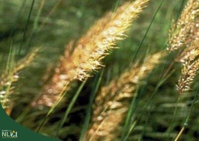 Plant of the Month: November – Indian Grass