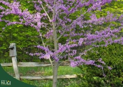 Plant of the Month: April – Redbud