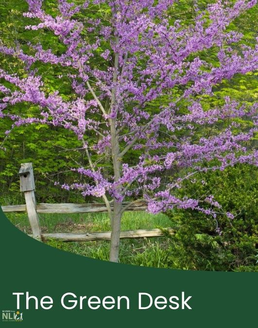 Plant of the Month: April – Redbud