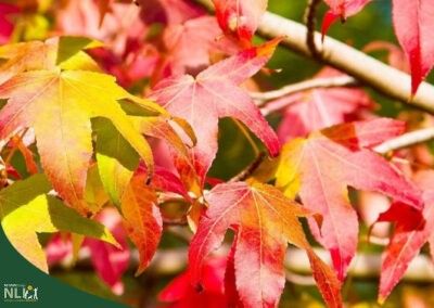 Plant of the Month: September – American Sweetgum