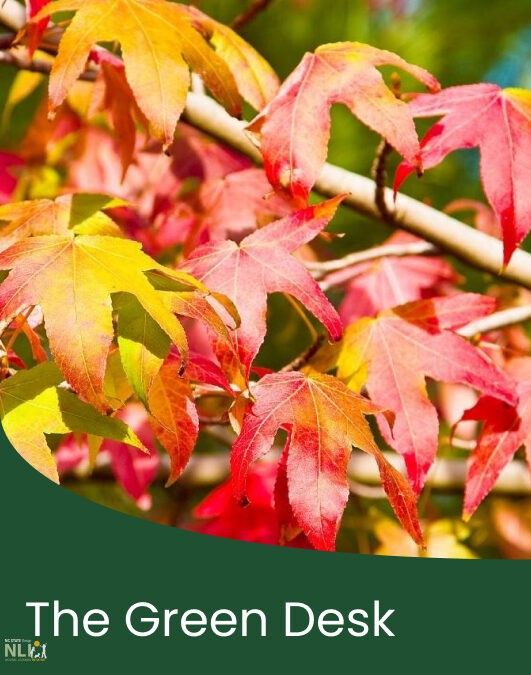 Plant of the Month: September – American Sweetgum