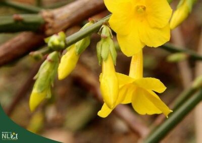 Plant of the Month:  March – Winter Jasmine