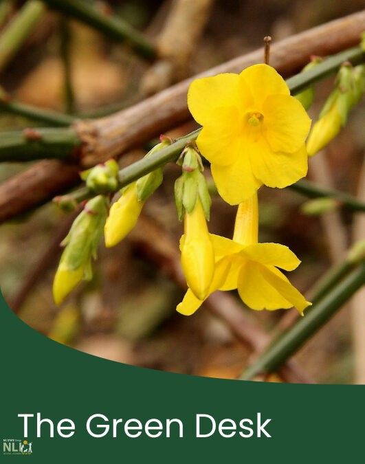 Plant of the Month:  March – Winter Jasmine