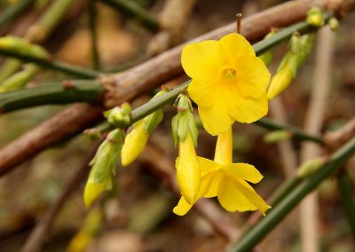 Plant of the Month:  March – Winter Jasmine