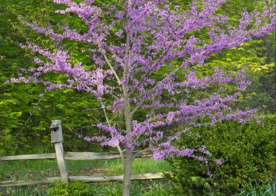 Plant of the Month: April – Redbud