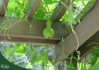 Growing Gourds for Birdhouses