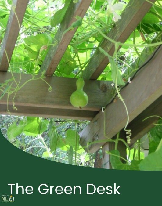 Growing Gourds for Birdhouses