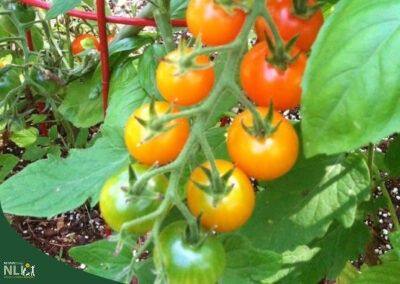 Growing Tomatoes in Preschool Gardens
