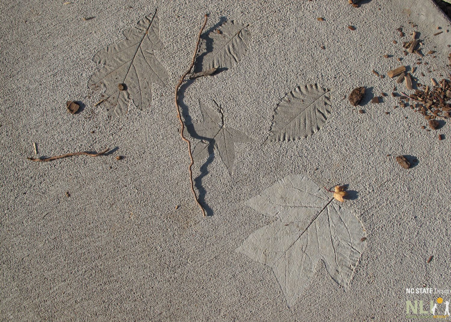 close up example of imprinted leaves in concrete