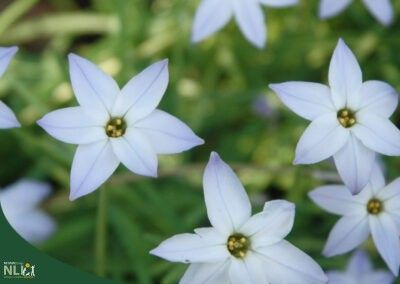 Plant of the Month: March – Spring Starflower