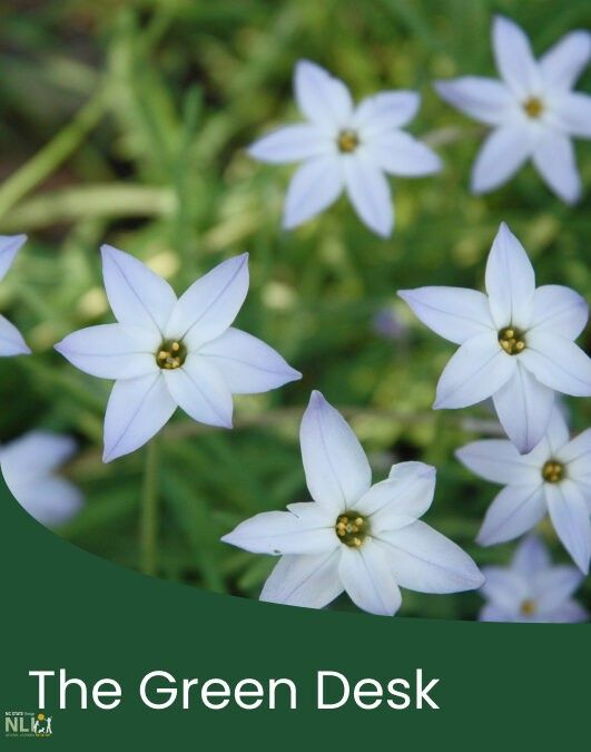 Plant of the Month: March – Spring Starflower