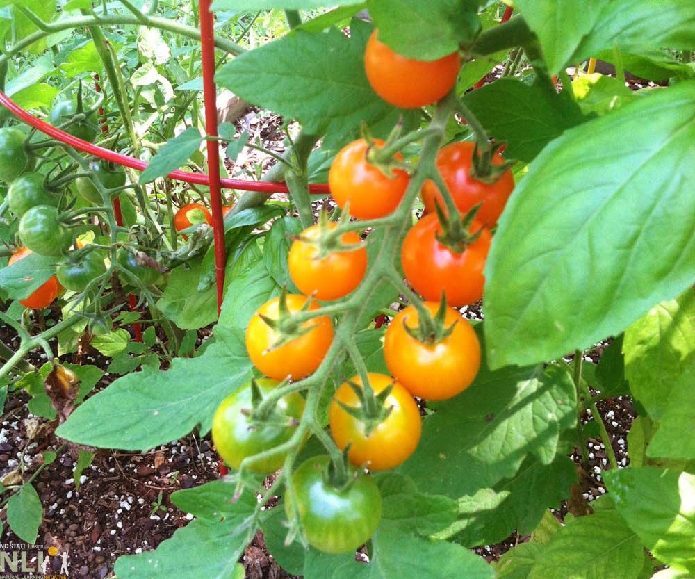 Cuidados iniciais com a planta de tomate