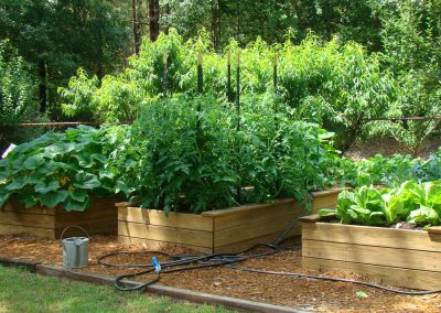vegetable garden in raised planters