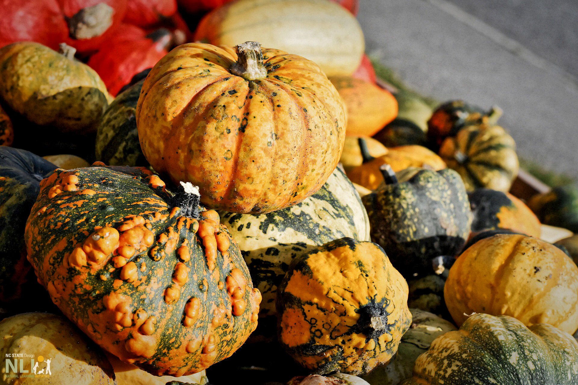 Assorted Pumpkins & Gourds