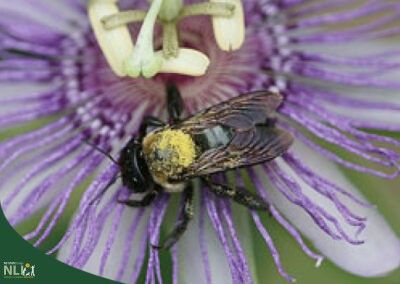 Bees, Wasps, and Other Pollinators