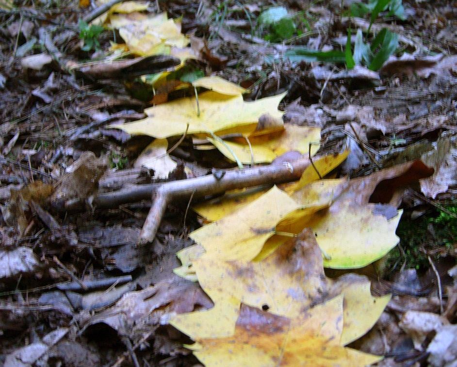 poplar leaves