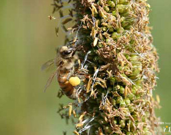 bee on a plant
