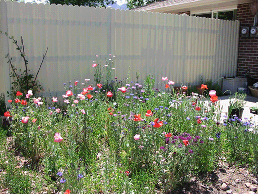 Backyard Wildflower Patch
