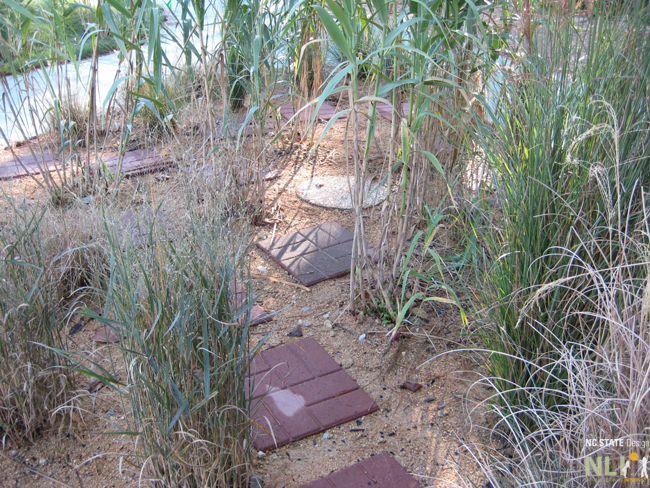 stepping stone pathway in tall grass