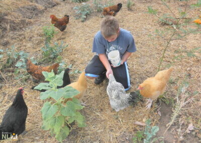 child feeding chickens