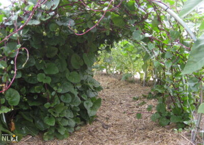 spinach vine tunnel