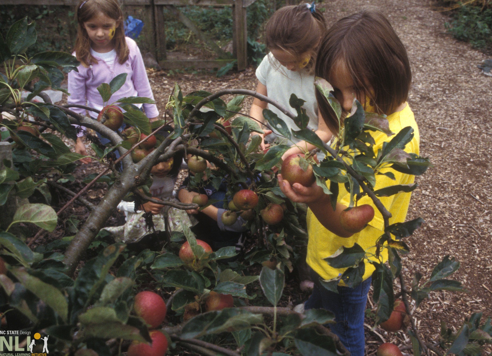children picking apples