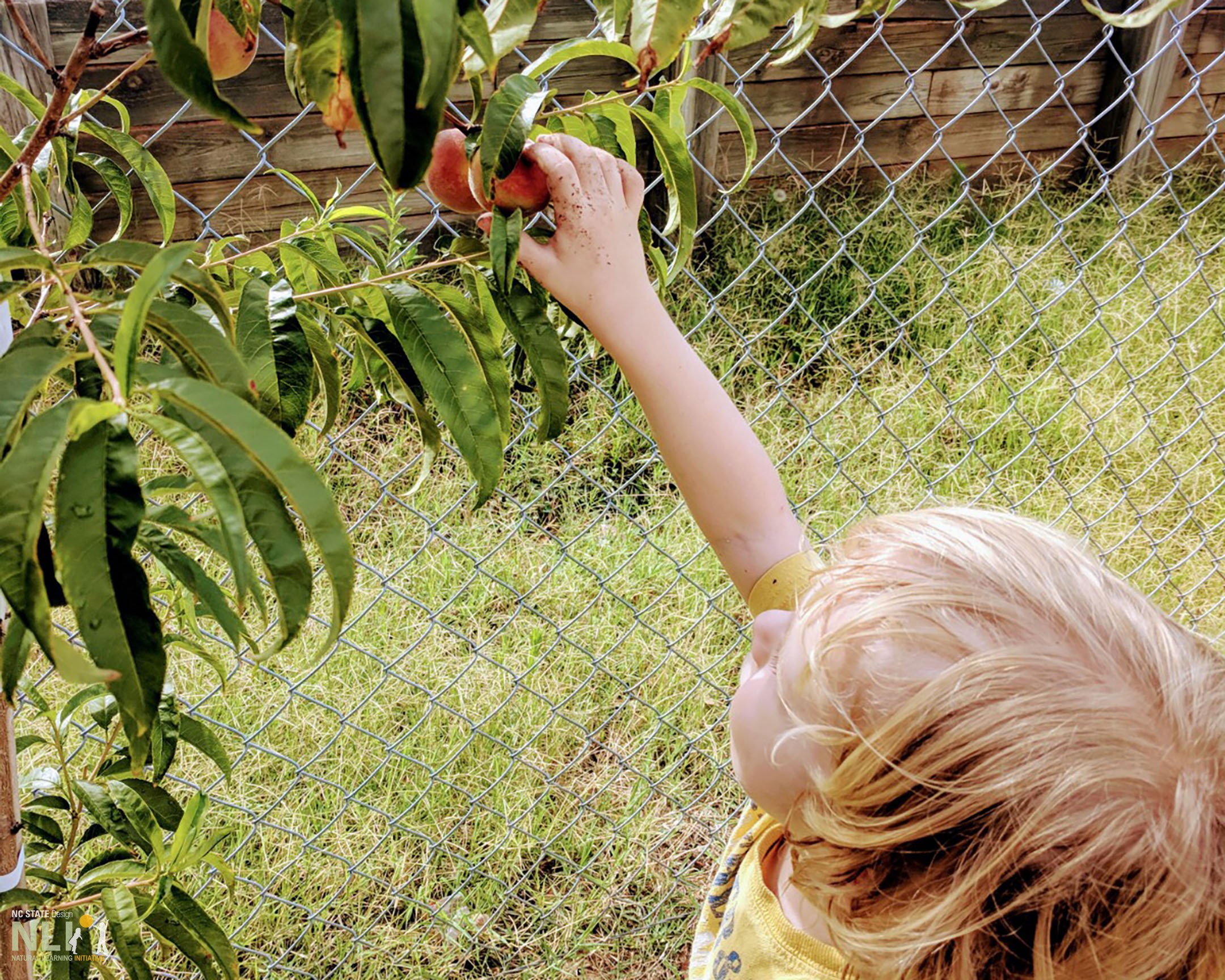 child picking peach from peach tree