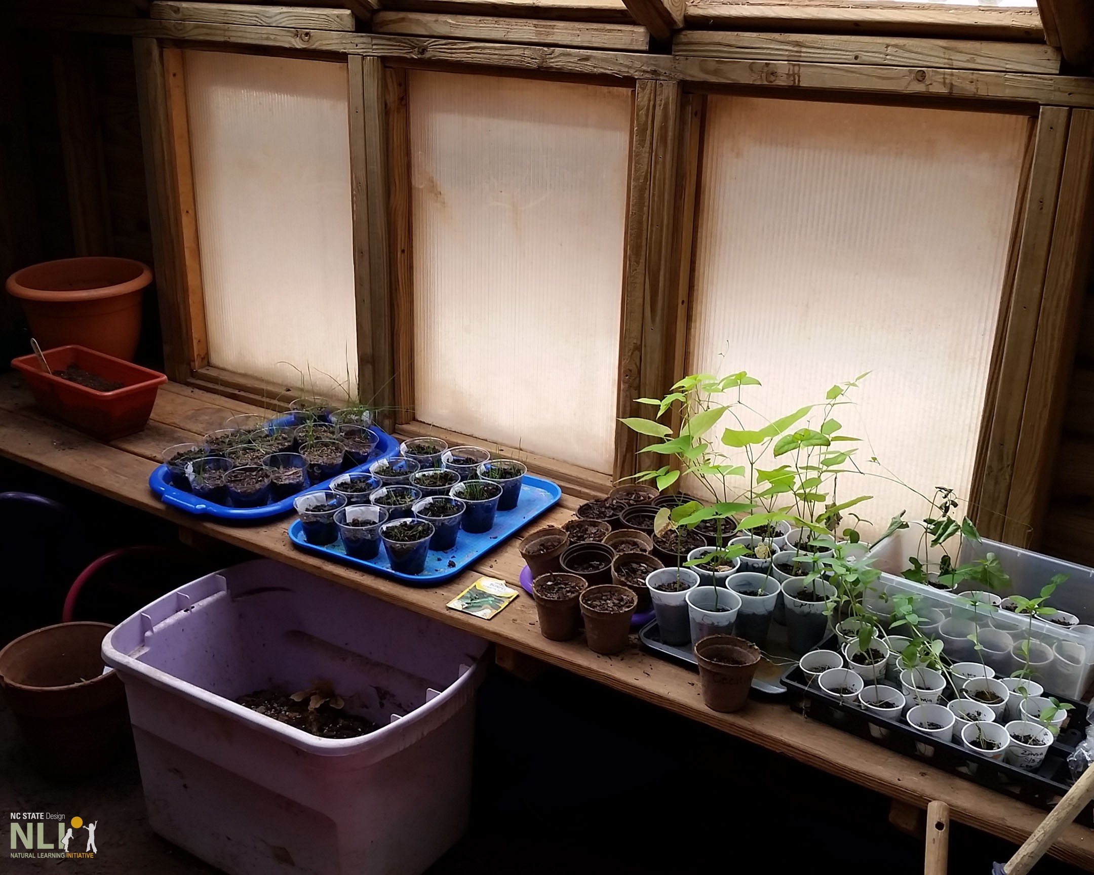 various seedlings in a green house