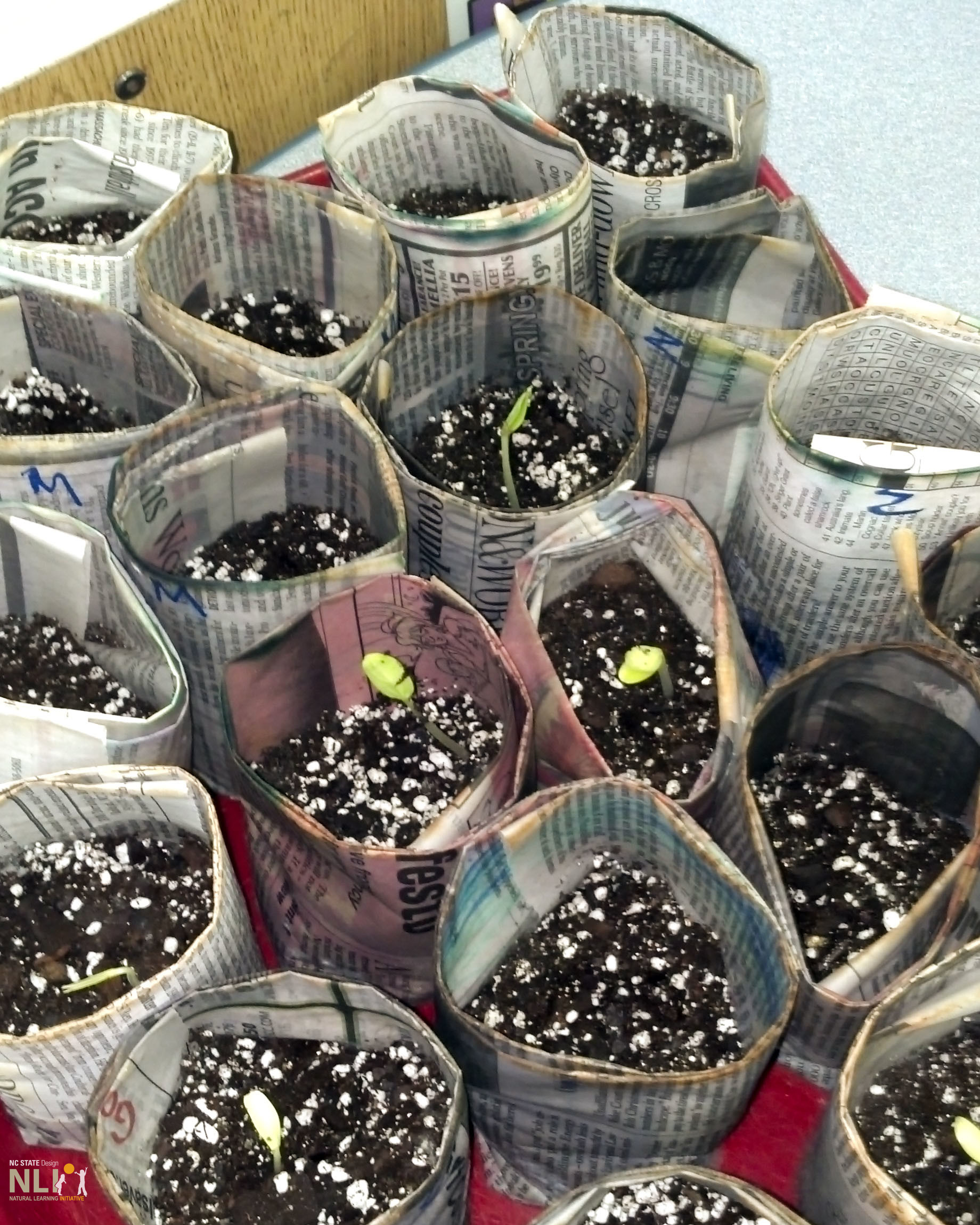 seedlings growing in newspaper pots