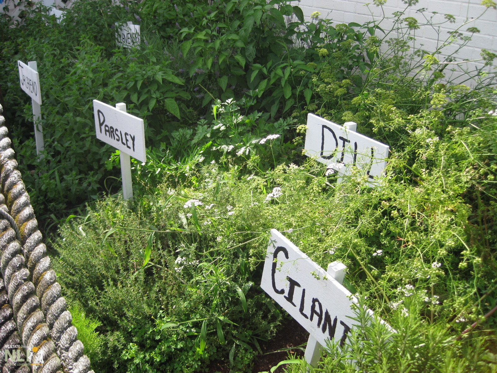 mixed herb garden