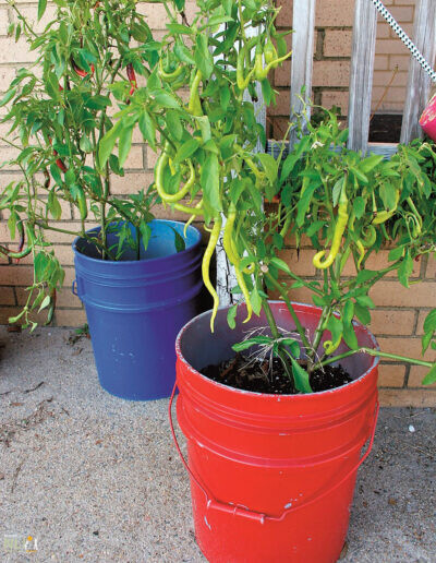 pepper plants growing in buckets