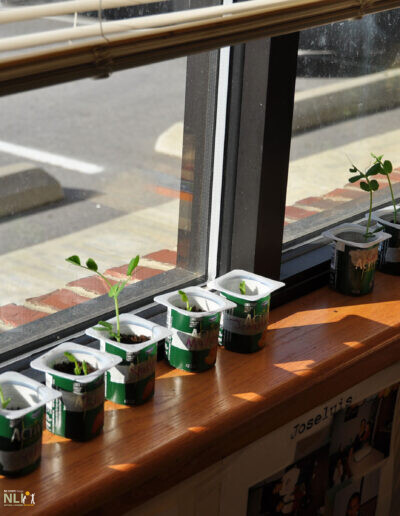 seedlings lined up by the window