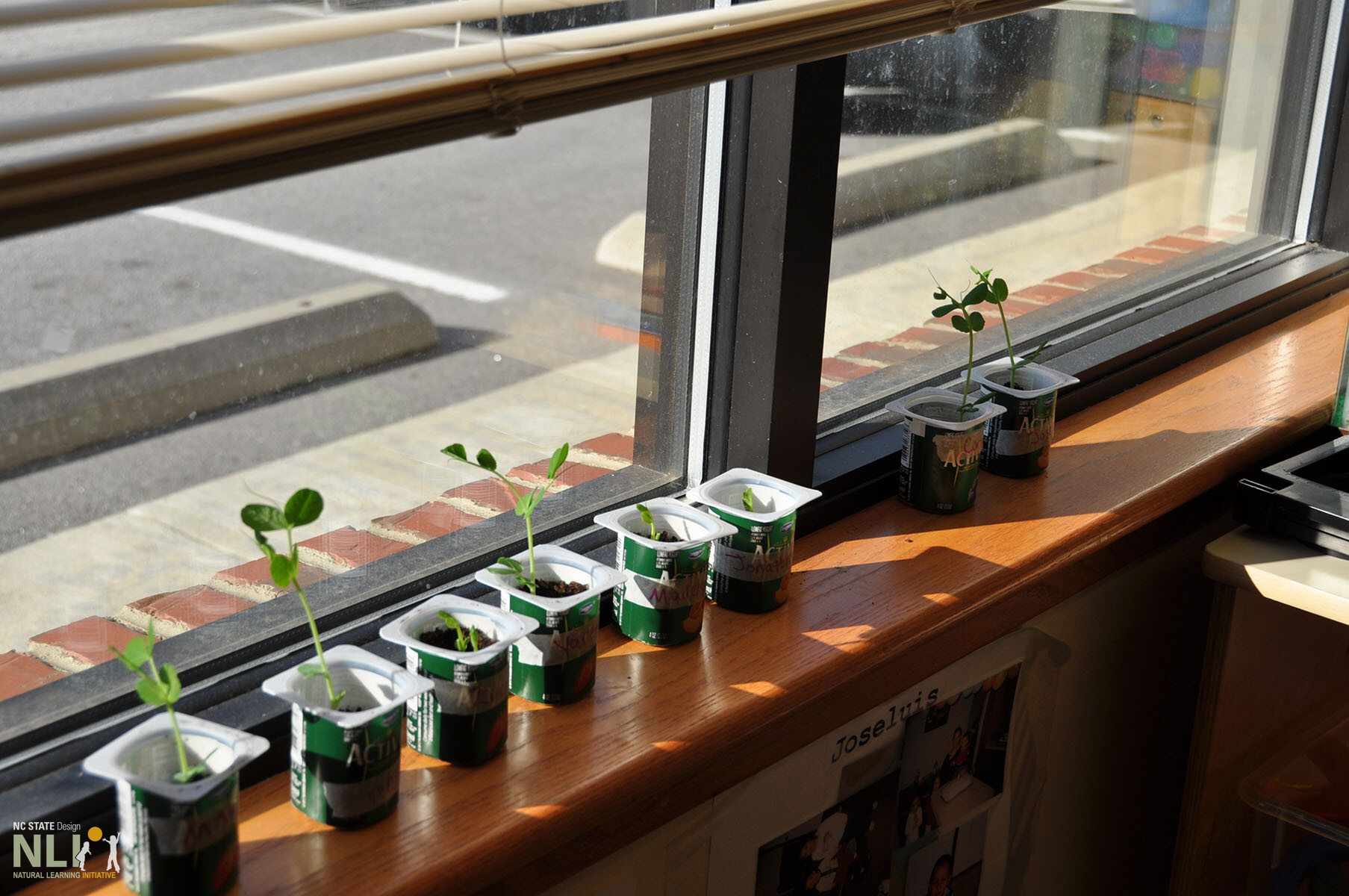 seedlings lined up by the window