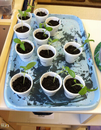 seedlings growing in Styrofoam cups