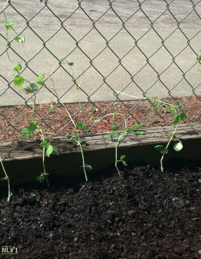 seedlings growing on a fence