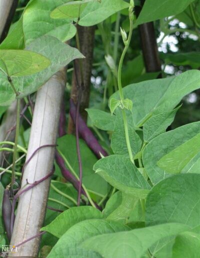 vines growing on conical structure