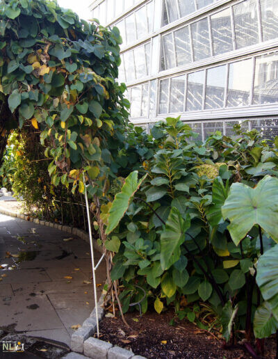 walkway covered by a vine tunnel