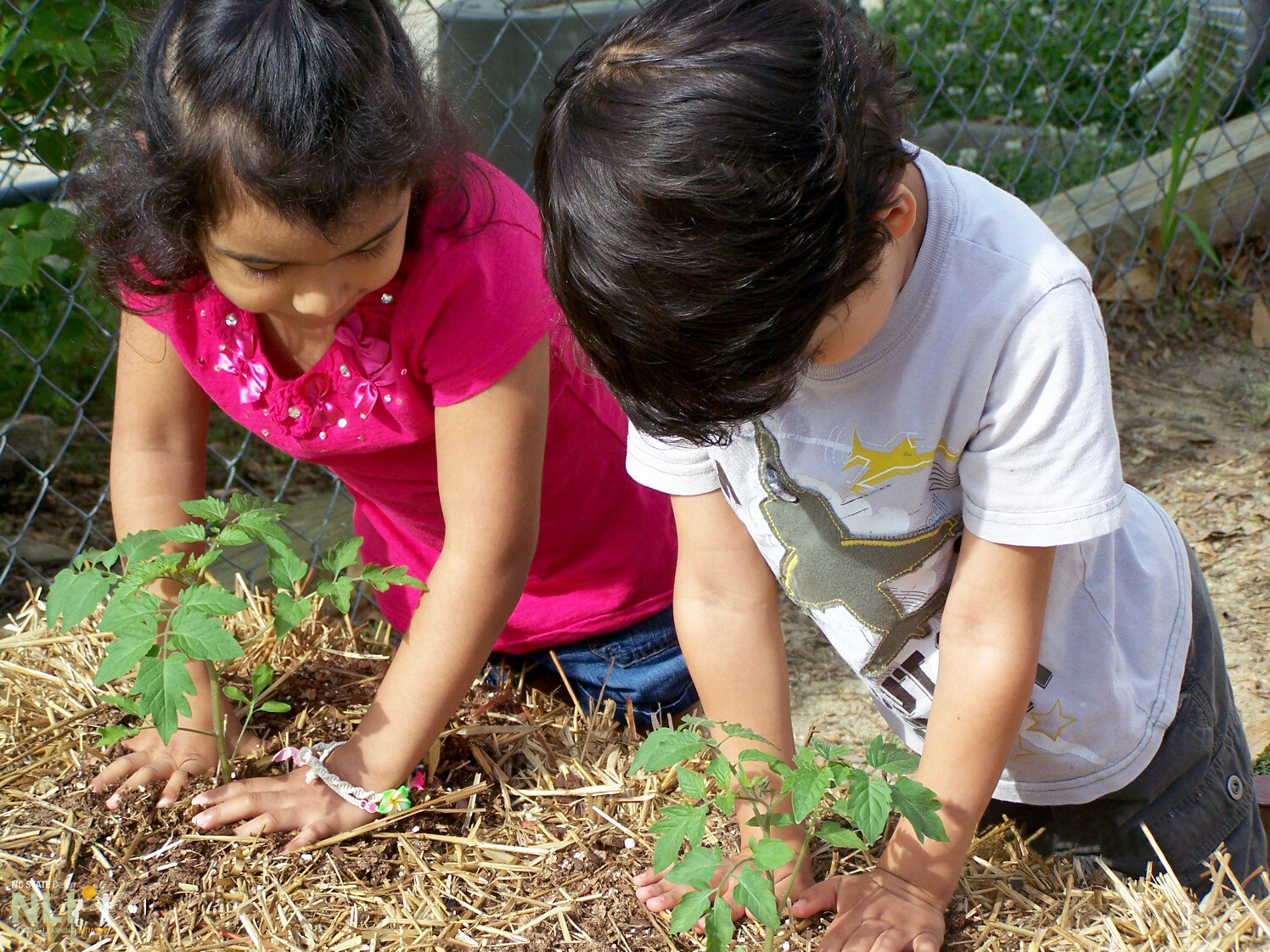 children planting in straw bale planters