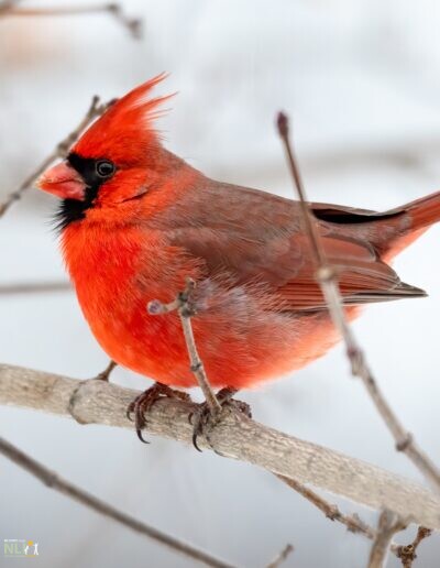 A cardinal bird
