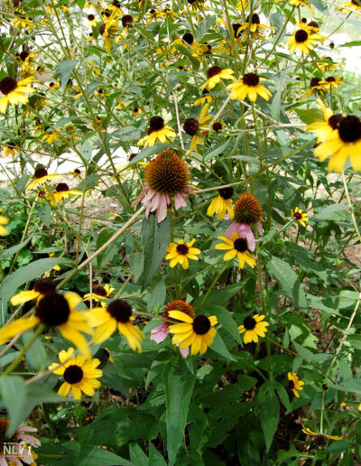 Coneflowers and Black-eyed Susan plants