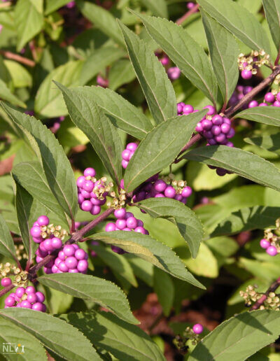 American beautyberry plant