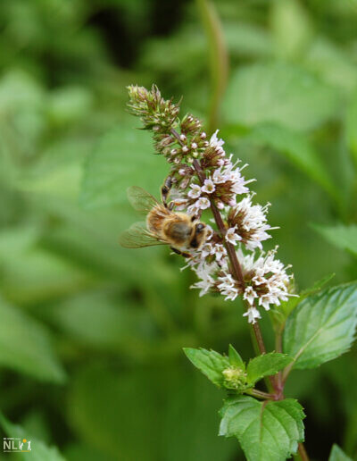 bee on a flowering plant