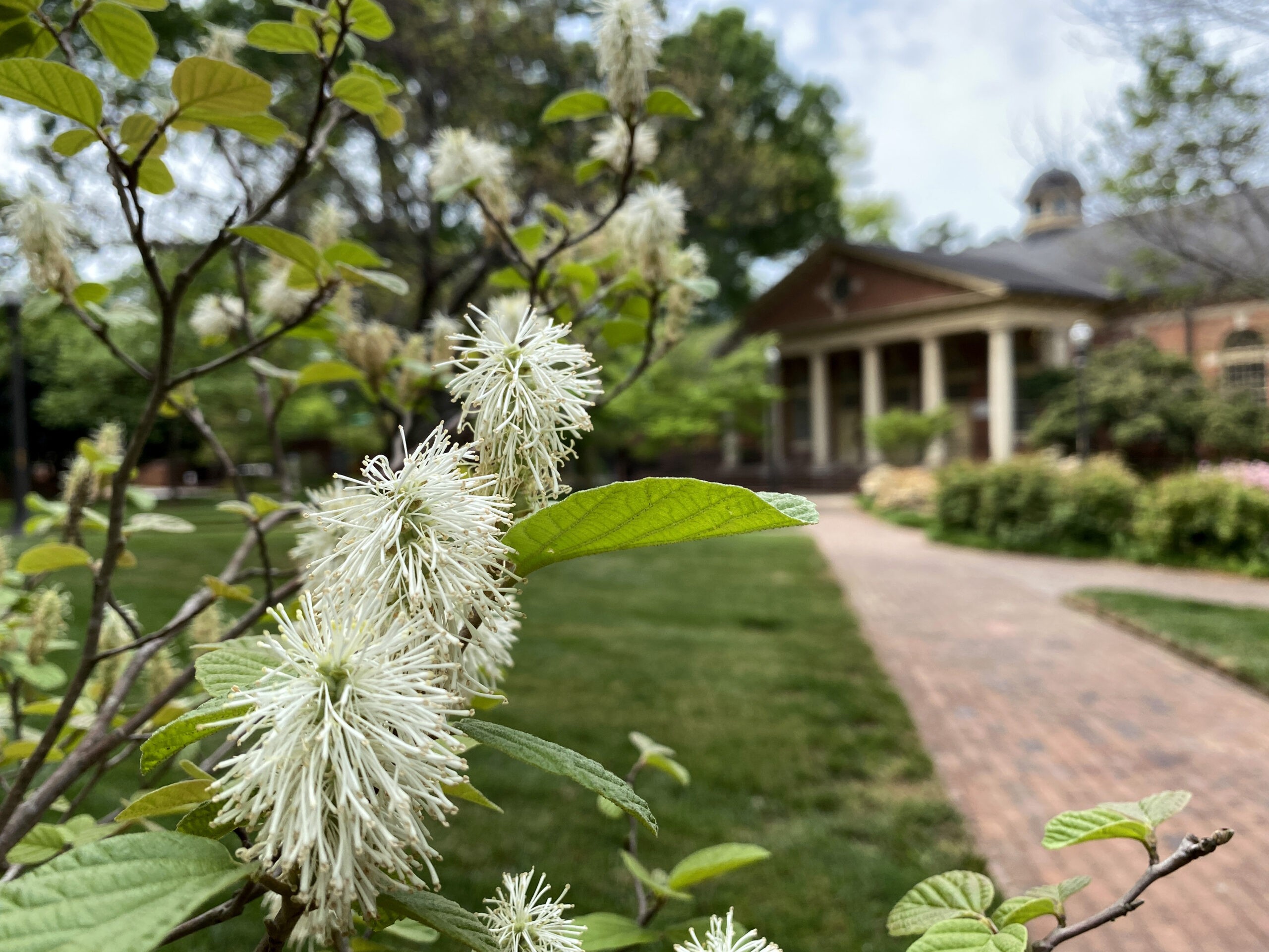 blooming Dwarf Fothergilla