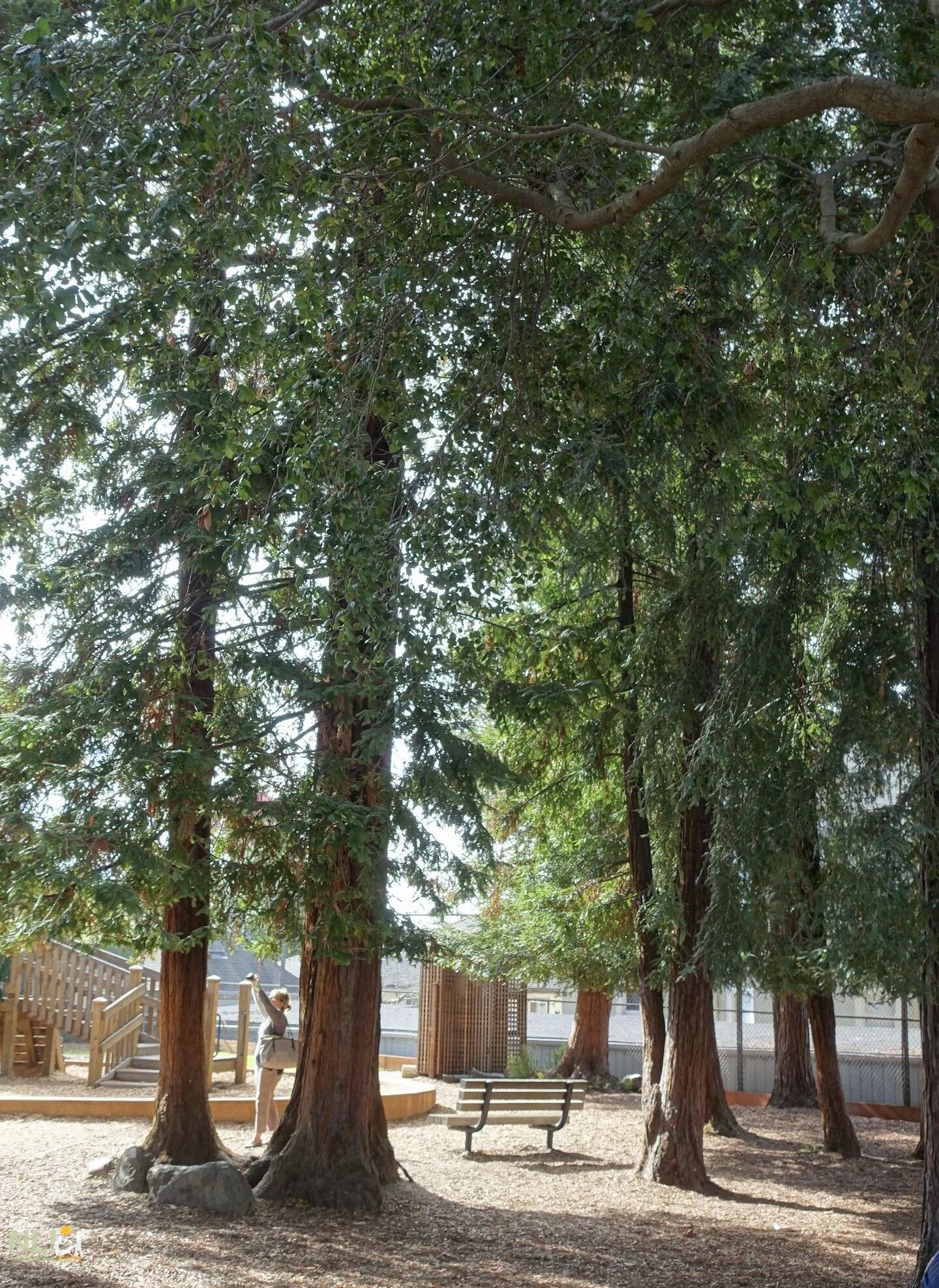 Redwoods at Washington Elementary