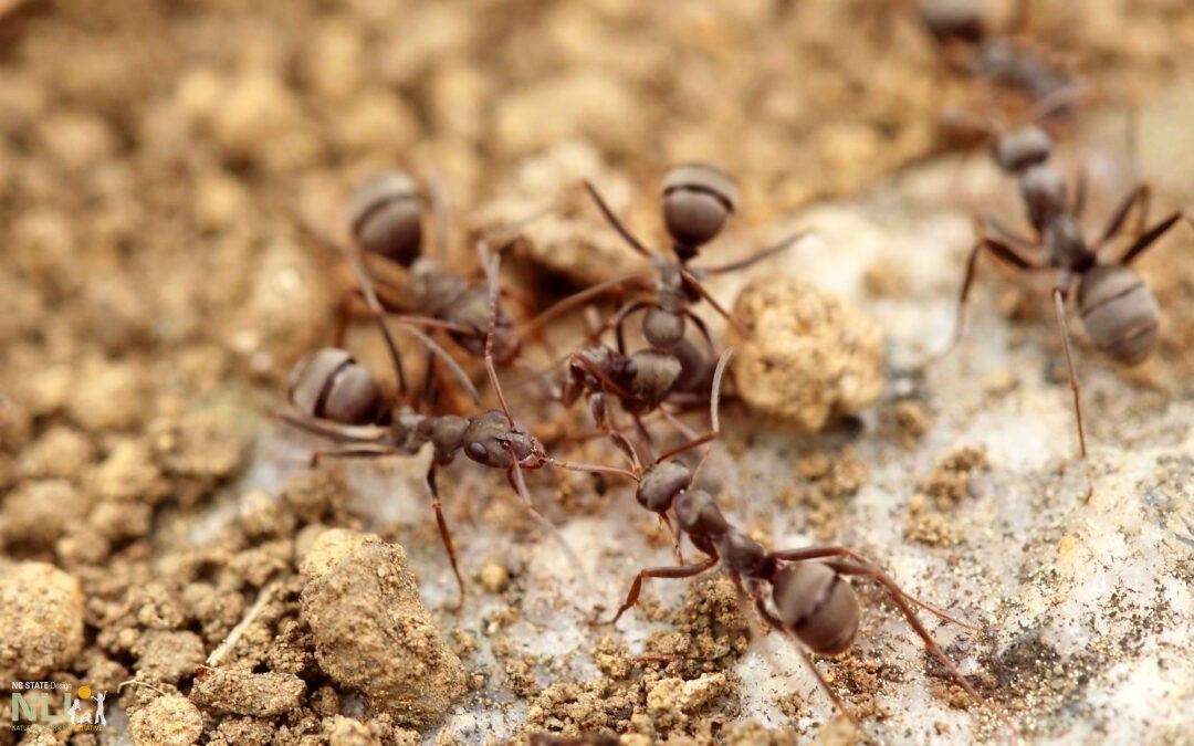 31. Fire Ant Prevention and Treatment