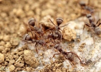 31. Fire Ant Prevention and Treatment