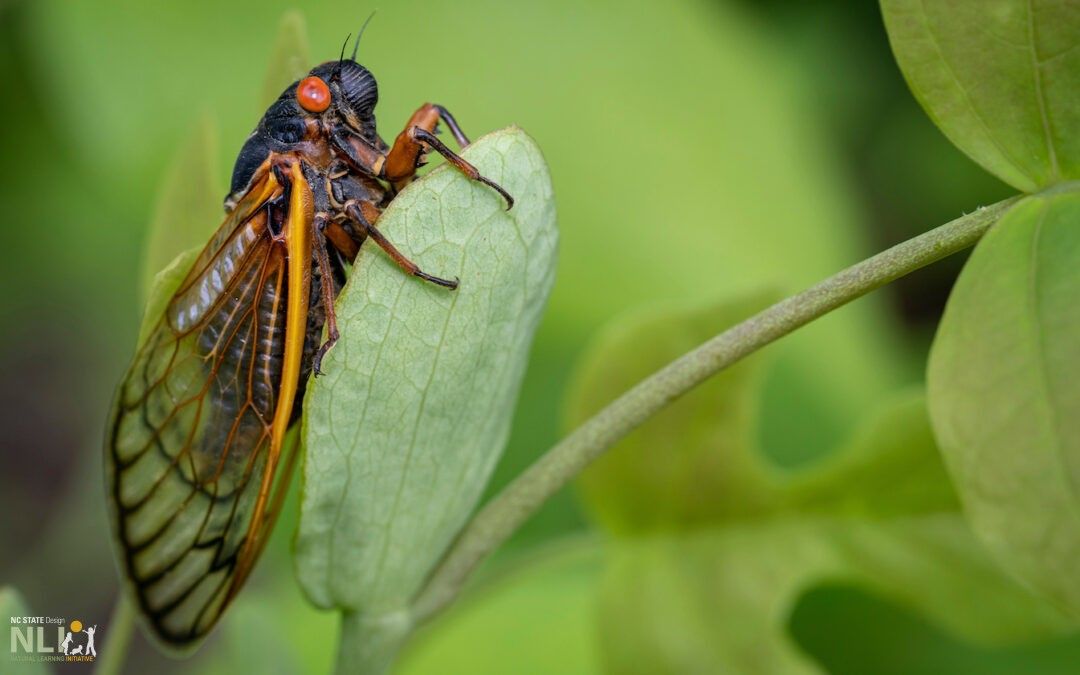 North Carolina Welcomes the Emergence of 13-Year Cicadas